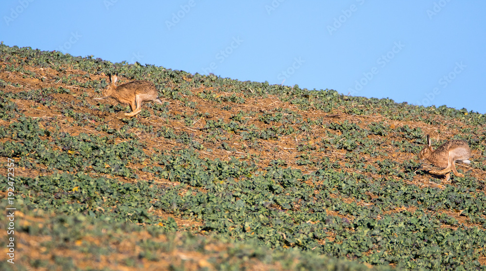 Two Brown Hares (Lepus europaeus) Racing up a Slope in Spring