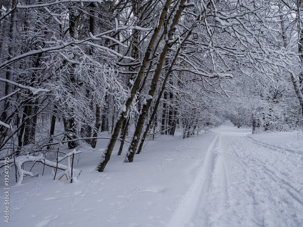 Obraz premium Winter, forest path.