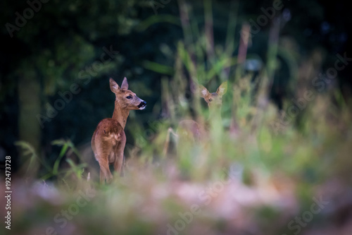 Roe deer and fawn