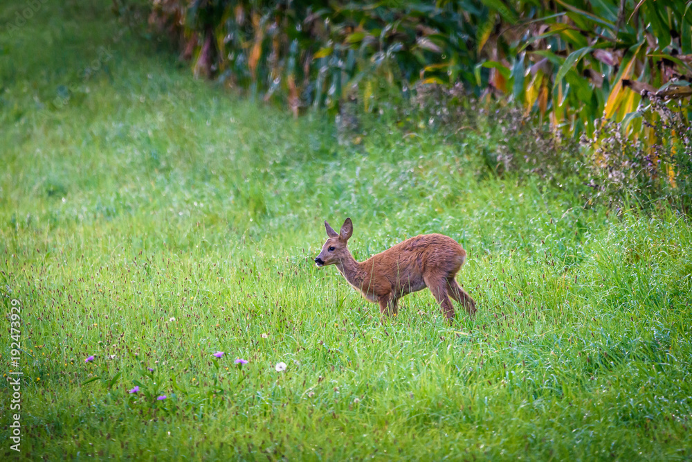 Roe deer eating grass