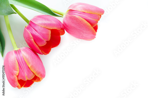 Pink tulips on a white background. Space for text. Postcard. 8 March