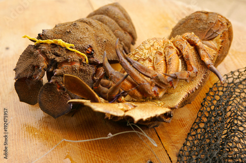 Scyllarides latus, slipper lobster, presented on plate. photo