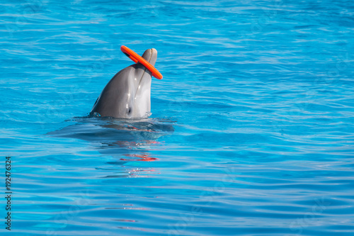 A trained dolphin spinning hoop in the pool