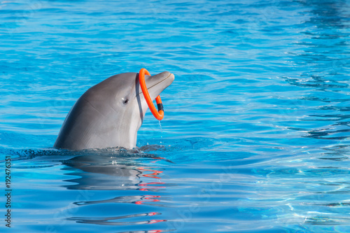 A trained dolphin spinning hoop in the pool