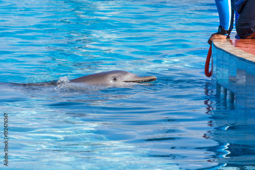 A dolphin swimming to the trainer to get a hoop and play