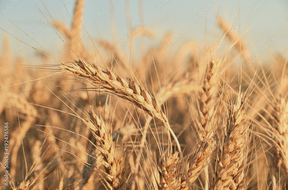 Gold spikes of wheat in the field Gold spikes of wheat in the field