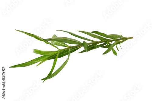 Fresh tarragon herbs  Tarragon herbs close up isolated on white background