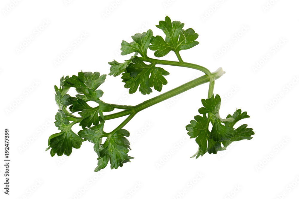 parsley fresh herb isolated on a white background parsley fresh herb isolated on a white background