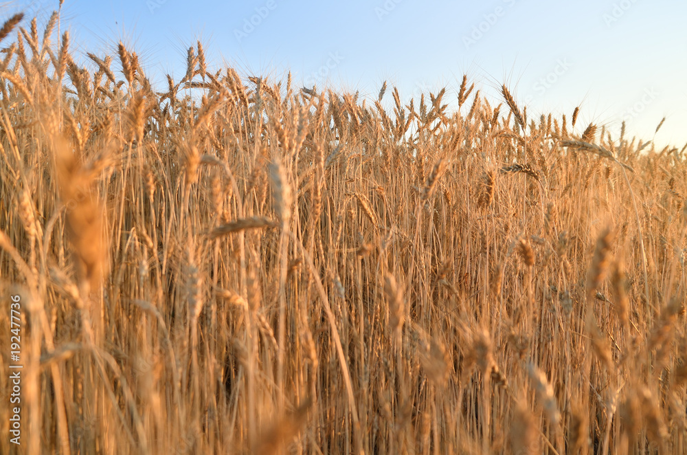 Fototapeta premium Barley field under the sunshine