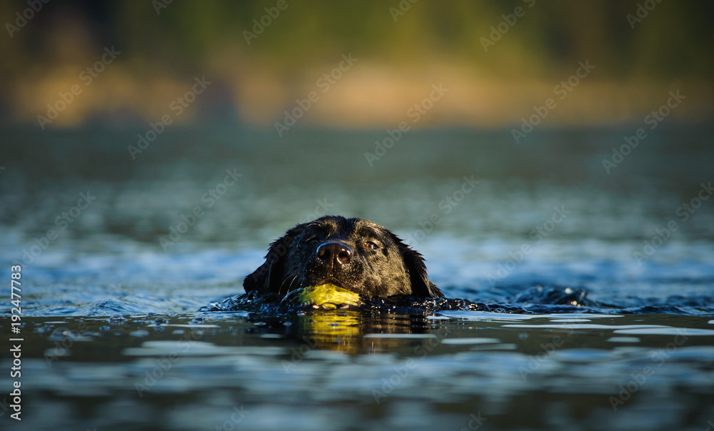 Black Labrador Retriever dog swimming with ball Black Labrador Retriever dog swimming with ball