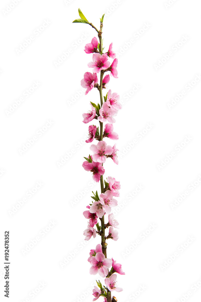 Obraz premium Sakura flowers isolated