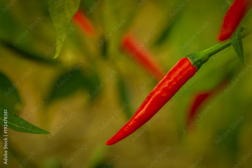 Red chillies in the park.
Red chillies in the park.