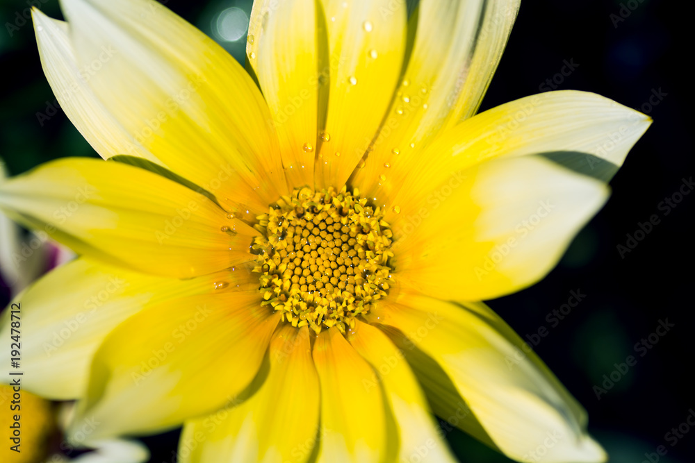 Fototapeta premium Beautiful yellow gazania flower with drops of rain dew in the garden