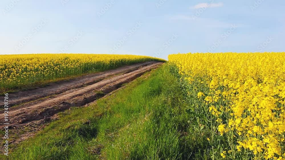 Great canola field in sunlight.