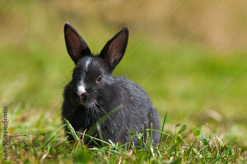 Schwarzes Zwergkaninchen sitzt auf einer Wiese Schwarzes Zwergkaninchen sitzt auf einer Wiese