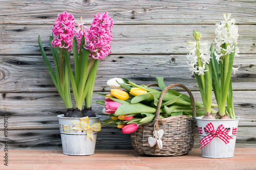 Duftende Hyazinthen und Tulpen zum Frühlingserwachen rustikal vor Holz