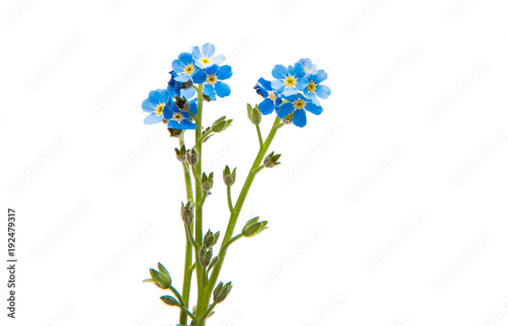 Obraz premium forget-me-flower