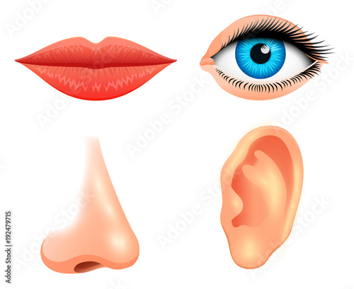 Human biology, sensory organs, anatomy illustration. face detailed kiss or lips, nose and ear, eye or view. set medical science or healthy man. vision, hearing, taste, smell, touch, look, europeoid. photo