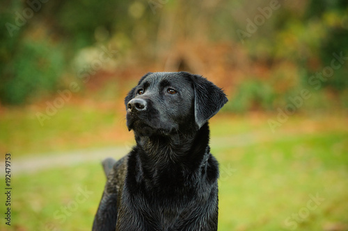 Black Labrador Retriever dog portrait in park