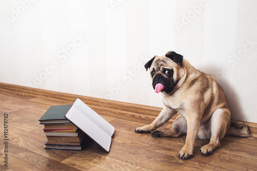 Konstfotografi A pug dog with his tongue hanging out sits on the floor beside the books