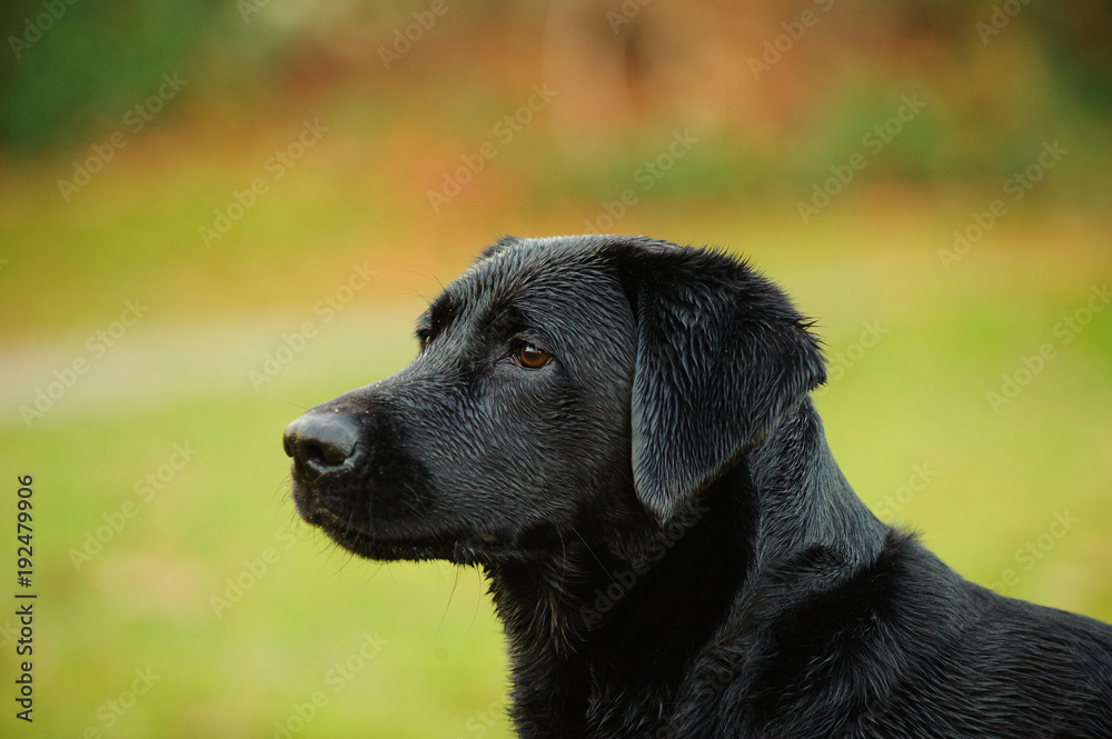 Black Labrador Retriever dog outdoor portrait at park