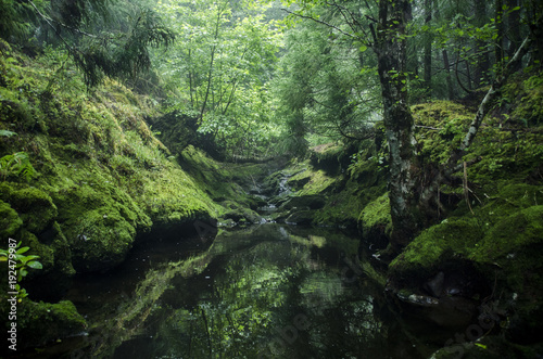Fototapeta Naklejka Na Ścianę i Meble -  Floresta