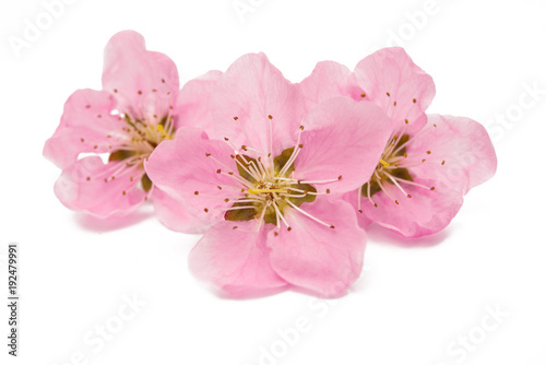 Sakura flowers isolated