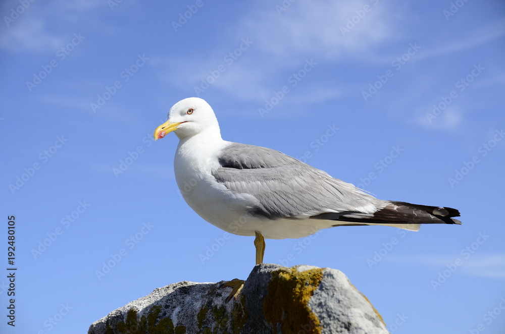 Gaivota Gaivota