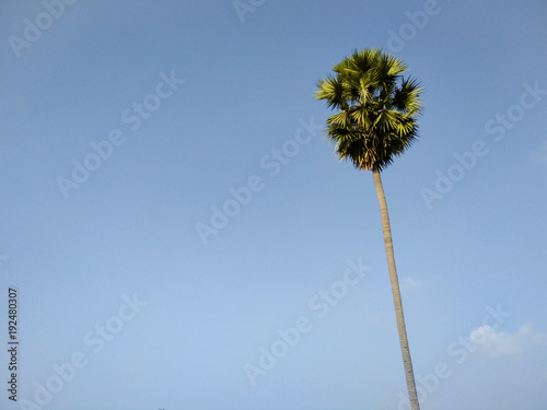 Isolated palm tree against clear sky