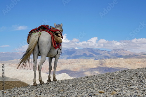Work horse stands on a hill and looking at the Himalayan mountains. Upper Mustang. Nepal.