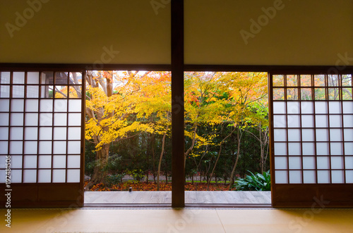 traditional Japanese paper sliding doors and tatami mat open to view of beautiful colorful autumn leaves maple in garden, winter season from Kyoto, Japan