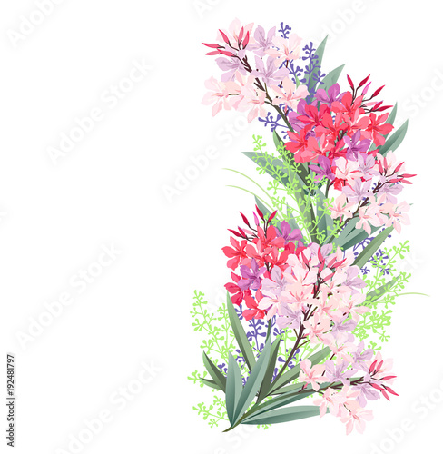 Oleander (Nerium oleander). Hand drawn vector illustration of oleander branches with red and pink flowers on white background.