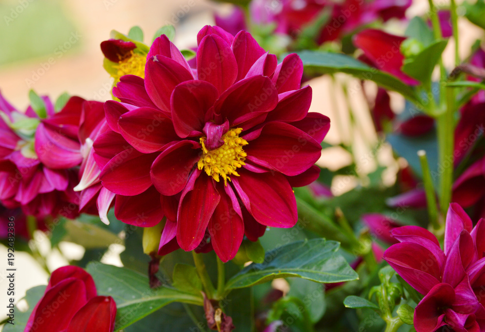 Dahlia flower in the garden . Dahlia flower in the garden .