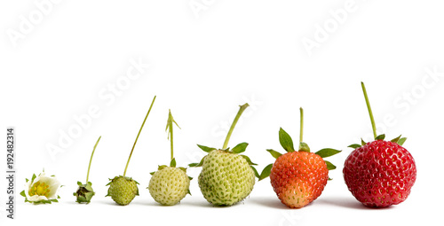 Strawberry growth isolated