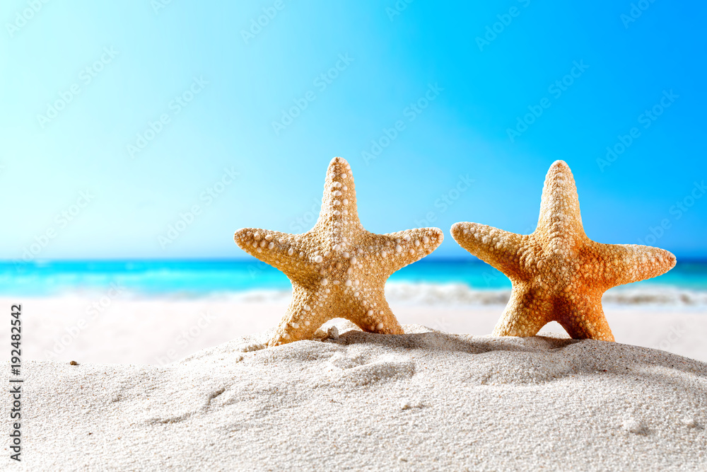 beautiful sea shells on the seashore with room for a product or advertising text beautiful sea shells on the seashore with room for a product or advertising text