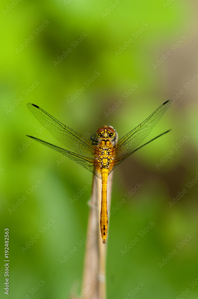 Ruddy Darter Dragonfly Ruddy Darter Dragonfly