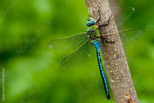 Emperor Dragonfly