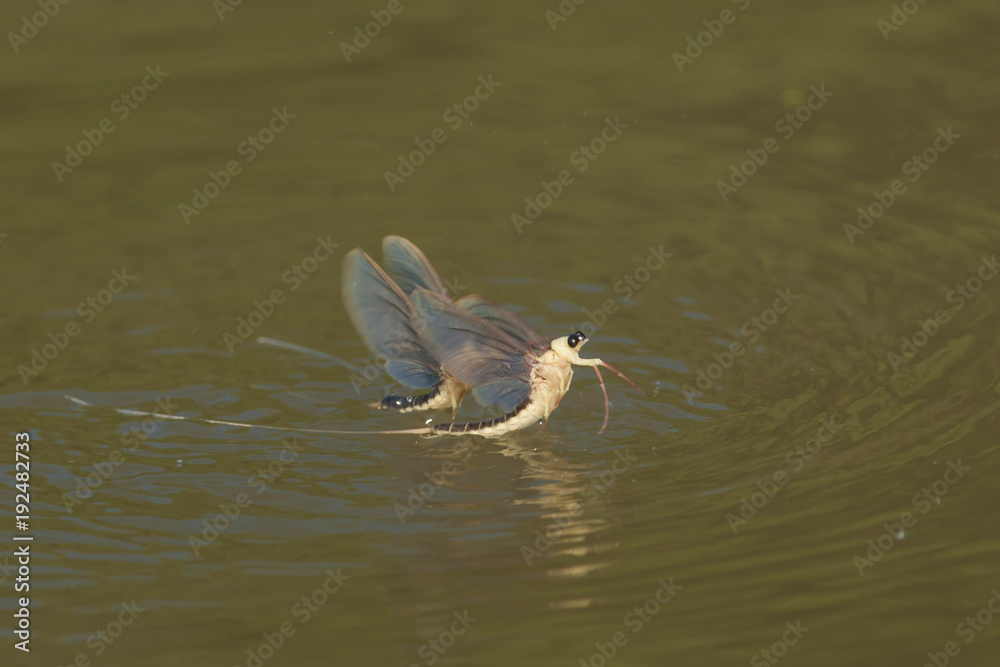 Fototapeta premium Mayflies emerging