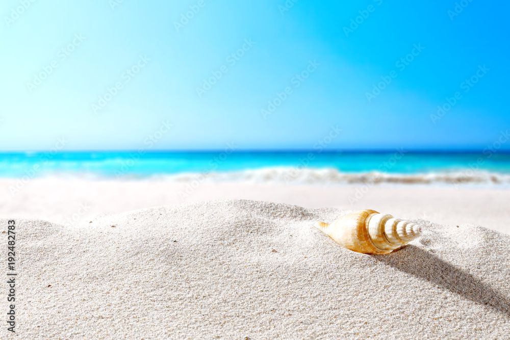 Obraz premium beautiful sea shells on the seashore with room for a product or advertising text 