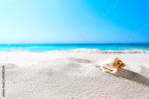beautiful sea shells on the seashore with room for a product or advertising text 