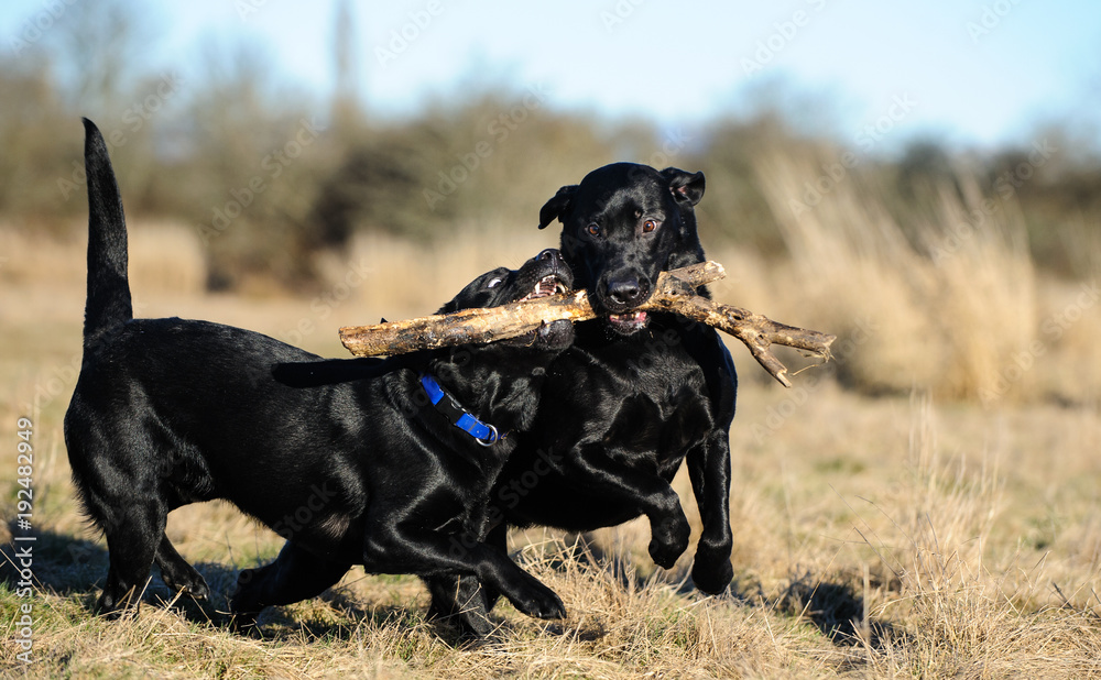 Two Black Labrador Retriever dogs outdoor portrait playing in field with big stick