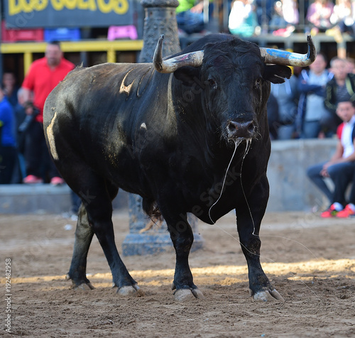 spanish bull