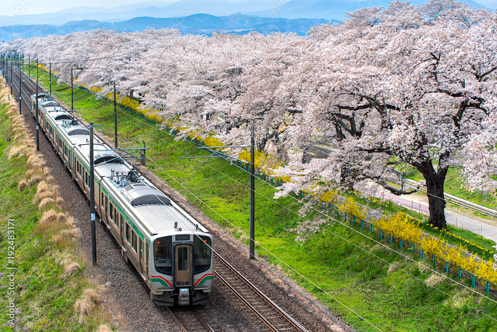 Fototapeta premium Pociąg na torze kolejowym z rzędem wiśni, ten obszar jest popularnym miejscem Sakura w Funaoaka Sendai, Japonia