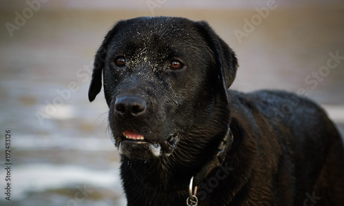 Fototapeta Naklejka Na Ścianę i Meble -  Black Labrador Retriever dog outdoor portrait wet with sand
