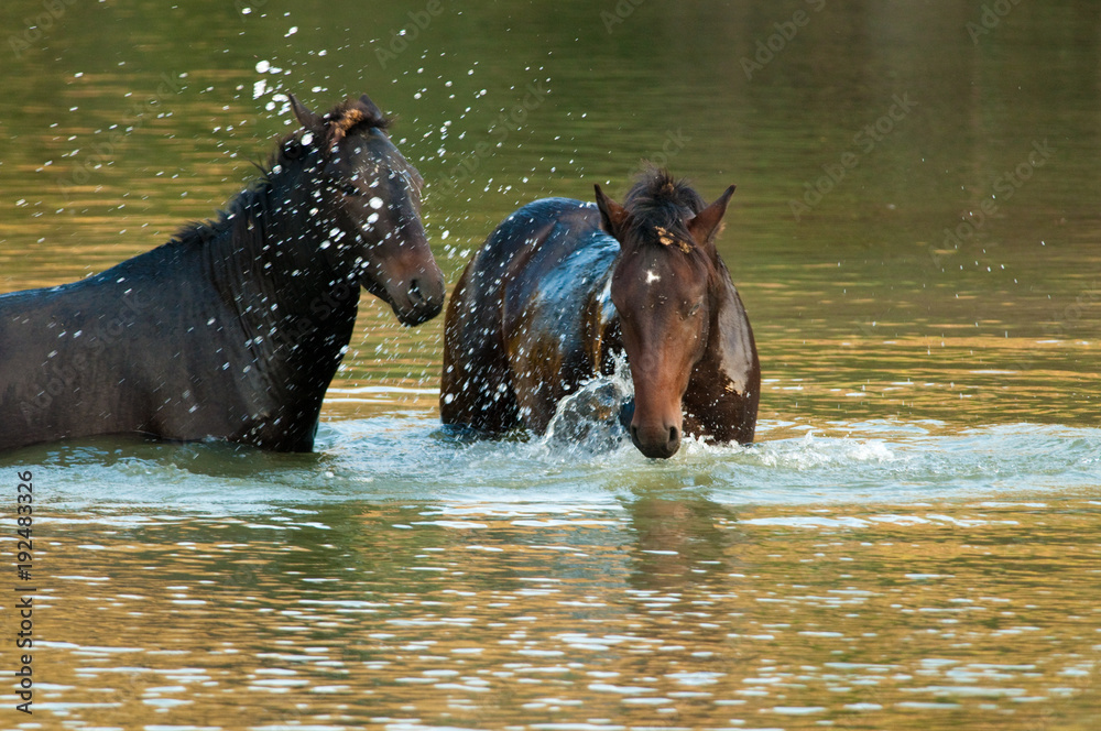Fototapeta premium Wild Horse