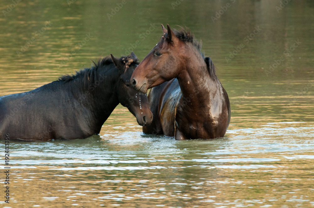 Fototapeta premium Wild Horse