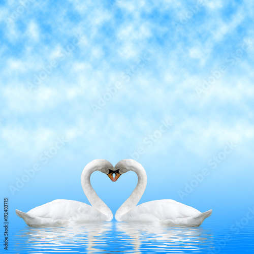 Fototapeta Naklejka Na Ścianę i Meble -  two white swans against the sky