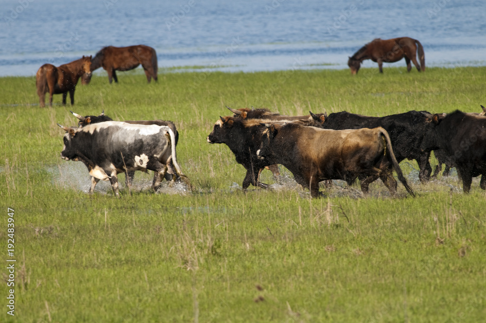 Bulls running in Danube Delta