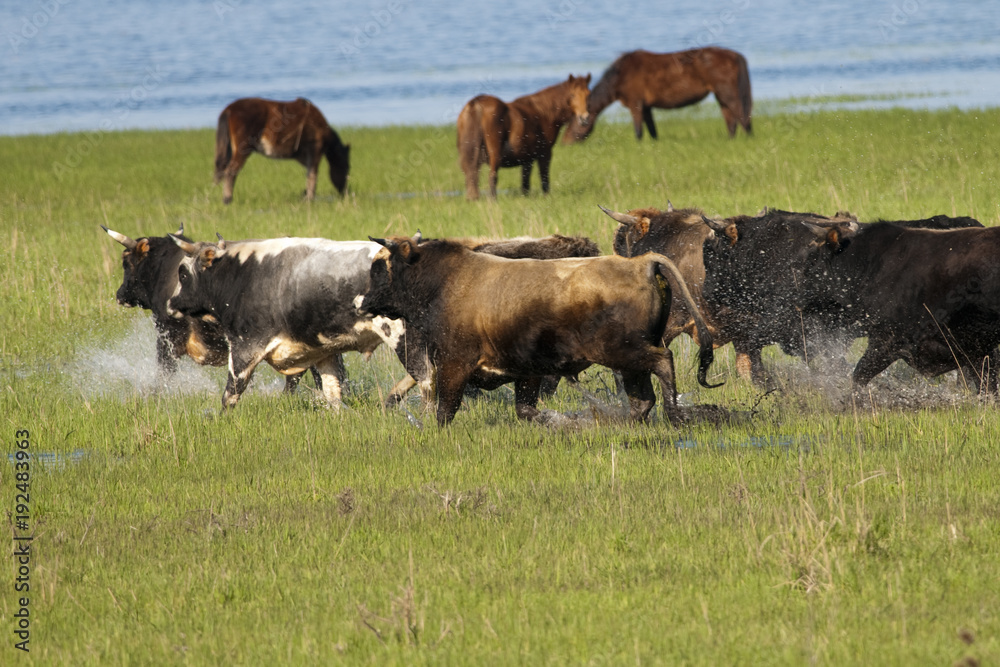 Herd of Buffalos Running