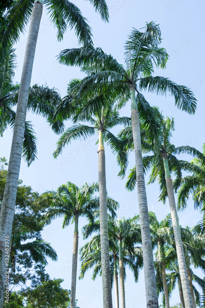 Fototapeta premium Tall and aligned Coconut Trees in a park